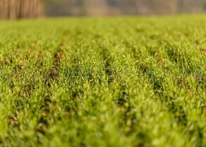 Cultural Cooking Classes